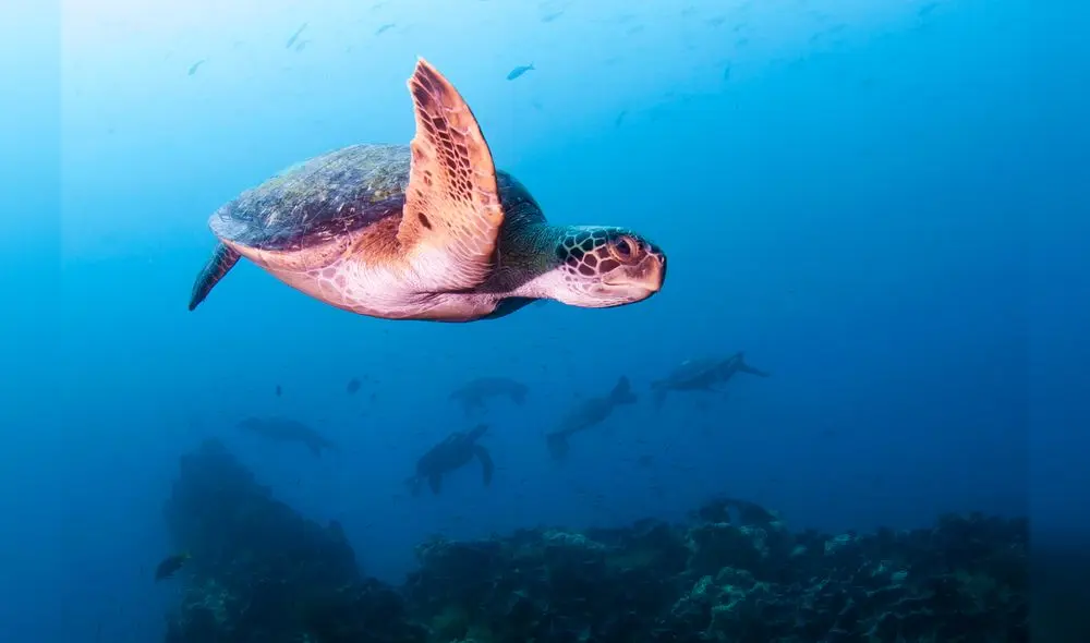 Sea turtle, Diving in Daphne Menor, Santa Cruz Island, Galapagos, Ecuador Sea turtle, Diving in Daphne Menor, Santa Cruz Island, Galapagos, Ecuador