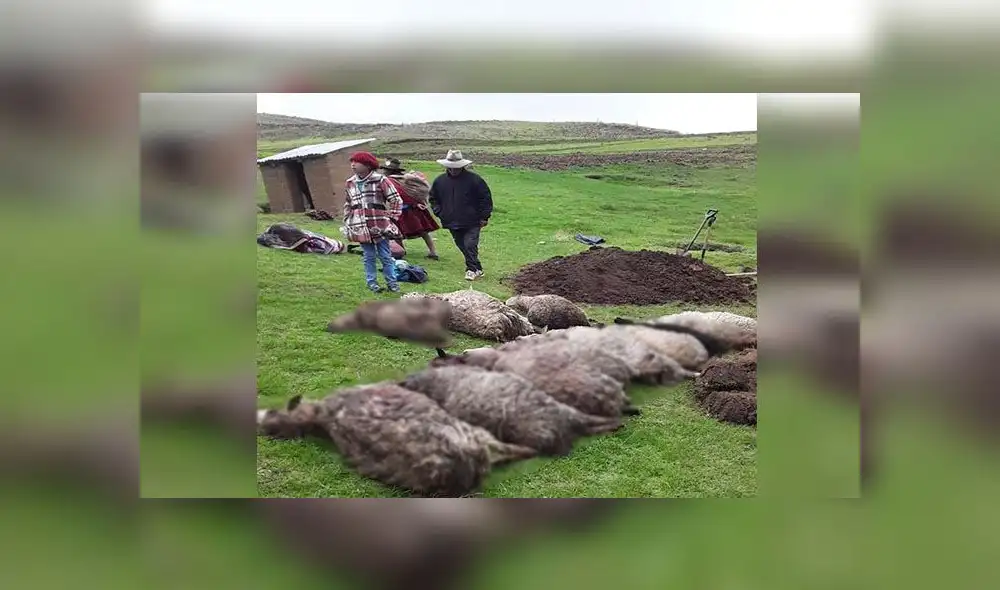 A los comuneros solo les quedó enterrar a sus animales. A los comuneros solo les quedó enterrar a sus animales.