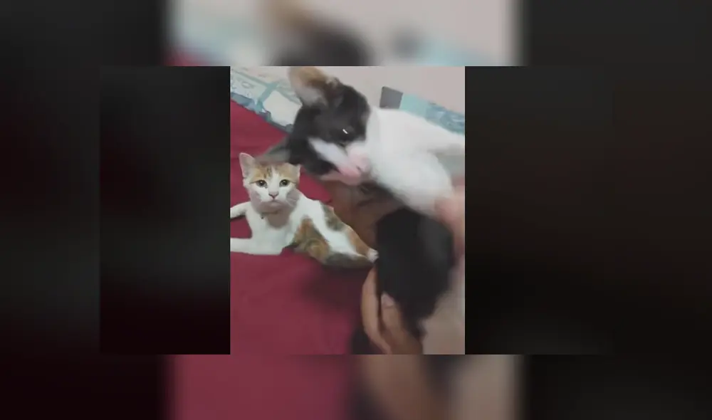 Facebook viral: gato simula estar muerto cuando su dueña le dispara con un arma imaginaria [VIDEO]