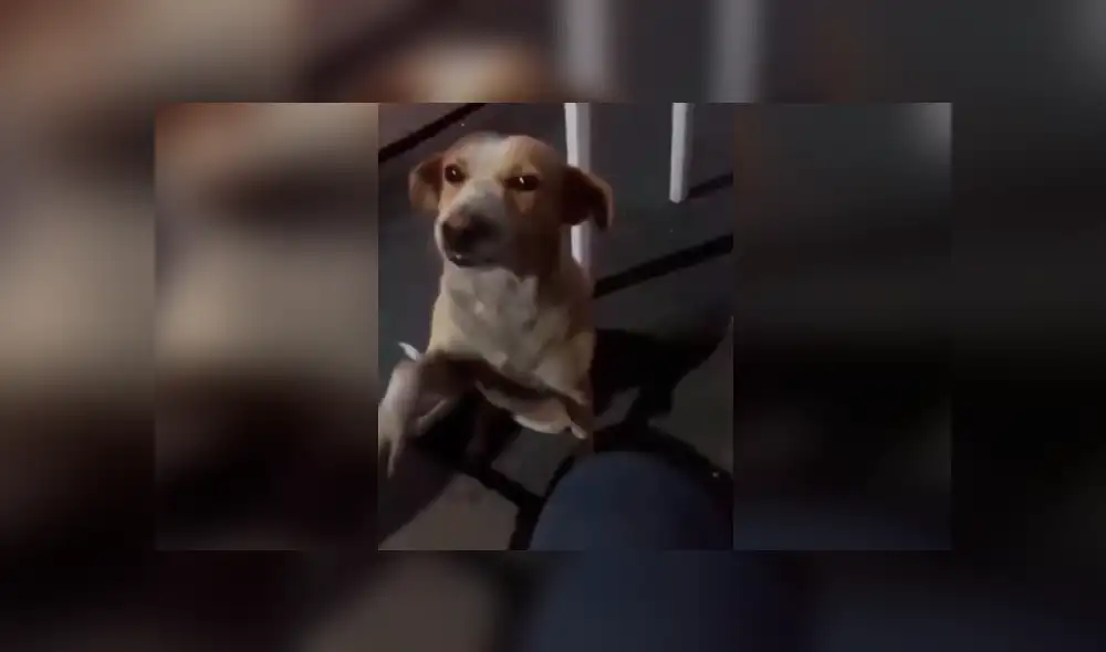 Desliza las imágenes hacia la izquierda para apreciar la conmovedora acción de un perro al recibir ayuda. Desliza las imágenes hacia la izquierda para apreciar la conmovedora acción de un perro al recibir ayuda.