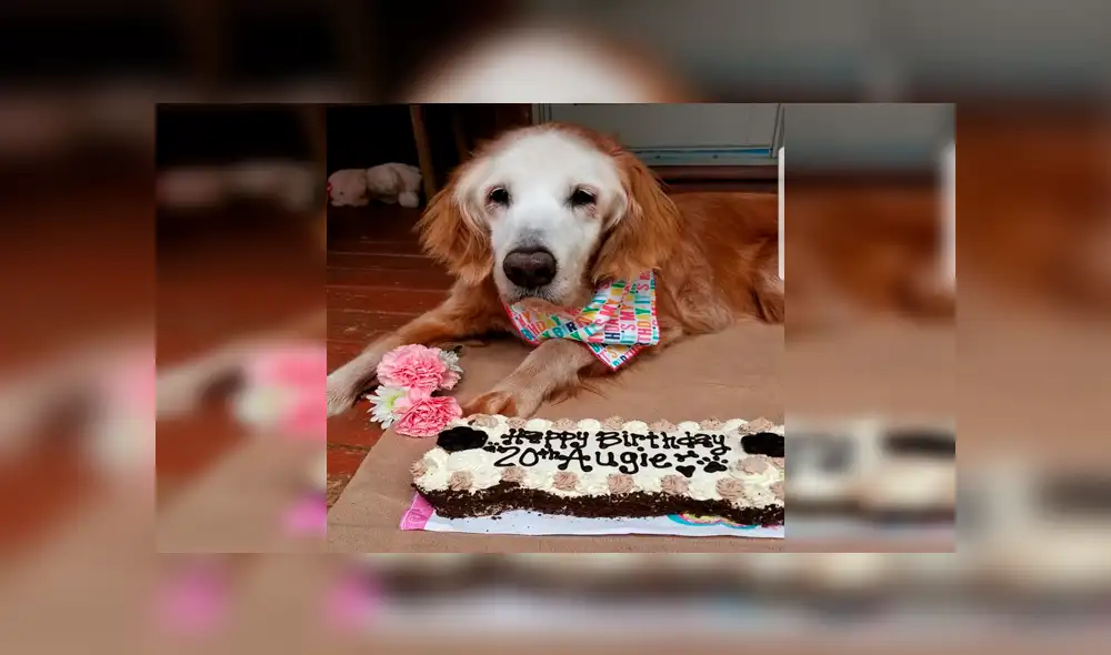 Durante sus 20 años “Augie” ha pasado por tres hogares distintos. (Foto: Facebook GoldHeart Golden Retrievers Rescue)