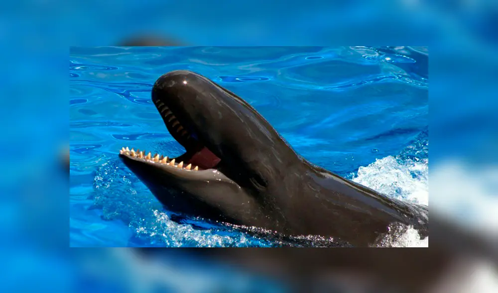 Ballena y delfín tienen cría que se volvió en la criatura marina más rara del mundo