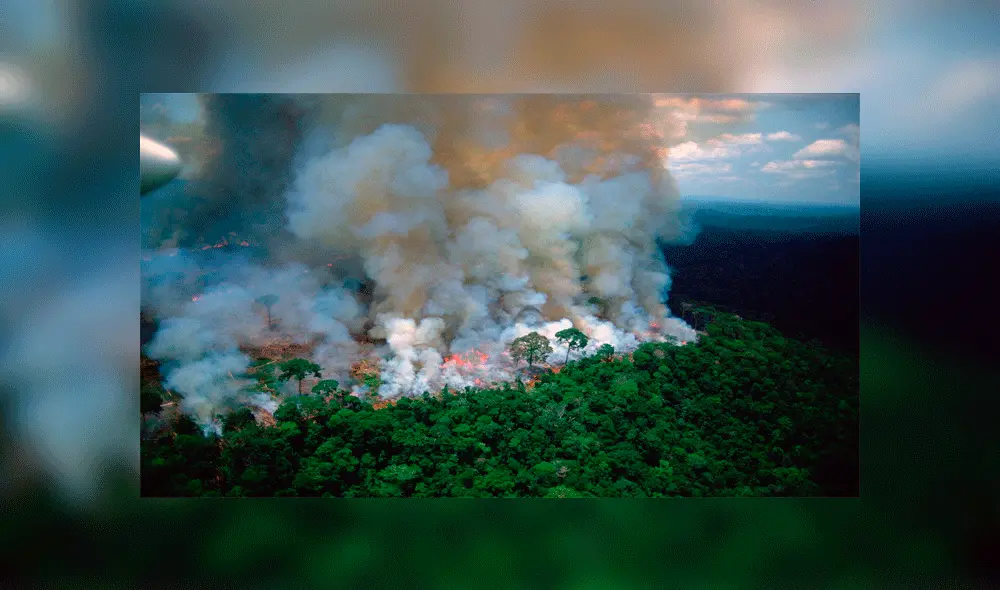 ¿Qué trágicas consecuencias dejaría el incendio forestal en la Amazonía? [FOTOS]