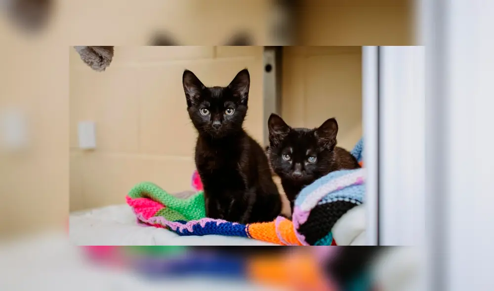 Desliza a la izquierda para conocer a Dot y Specks, los gatitos que fueron encontrados padeciendo de frío. (Foto: Facebook)