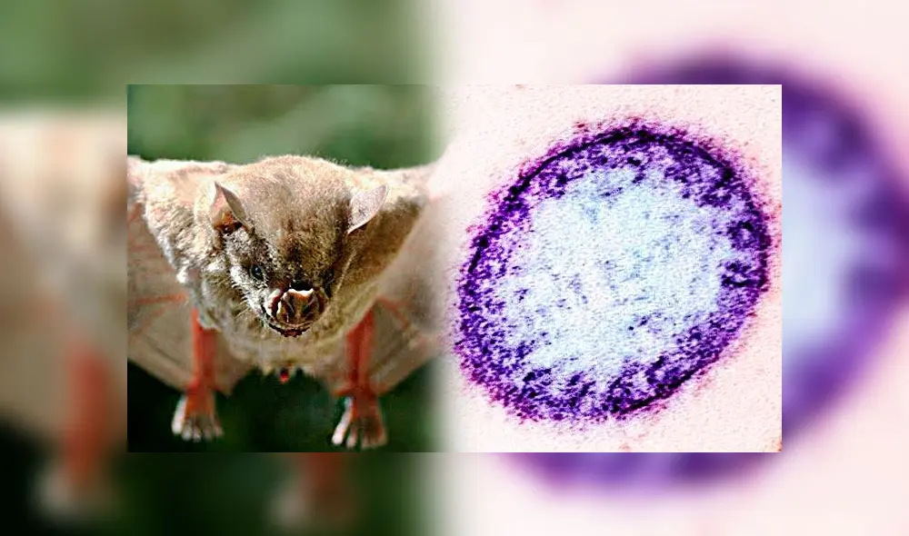 Virus Nipah: origen, síntomas y la historia completa de esta enfermedad. (Foto: composición LR) Virus Nipah: origen, síntomas y la historia completa de esta enfermedad. (Foto: composición LR)