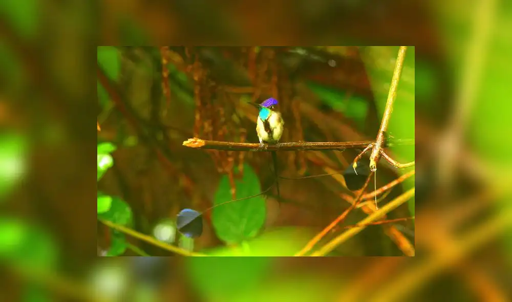 Amazonas: empresarios del norte inician taller de observación de aves