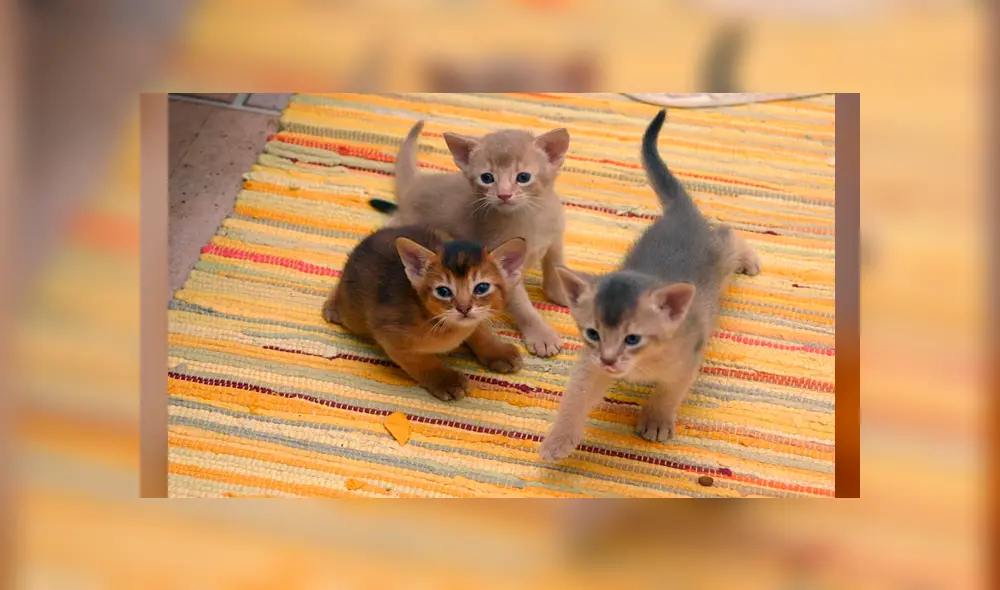 Desliza para ver el aspecto de este felino híbrido que sorprendió a todos en YouTube. Foto: Captura. Desliza para ver el aspecto de este felino híbrido que sorprendió a todos en YouTube. Foto: Captura.