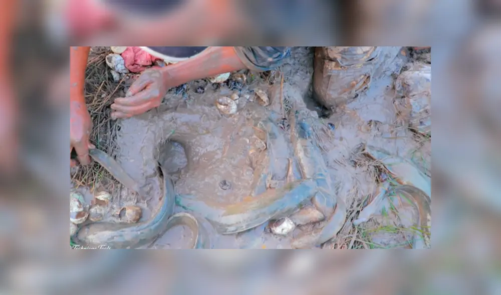 YouTube viral: arroja uvas y huevos en extraño agujero y en segundos aparecen extraños peces YouTube viral: arroja uvas y huevos en extraño agujero y en segundos aparecen extraños peces