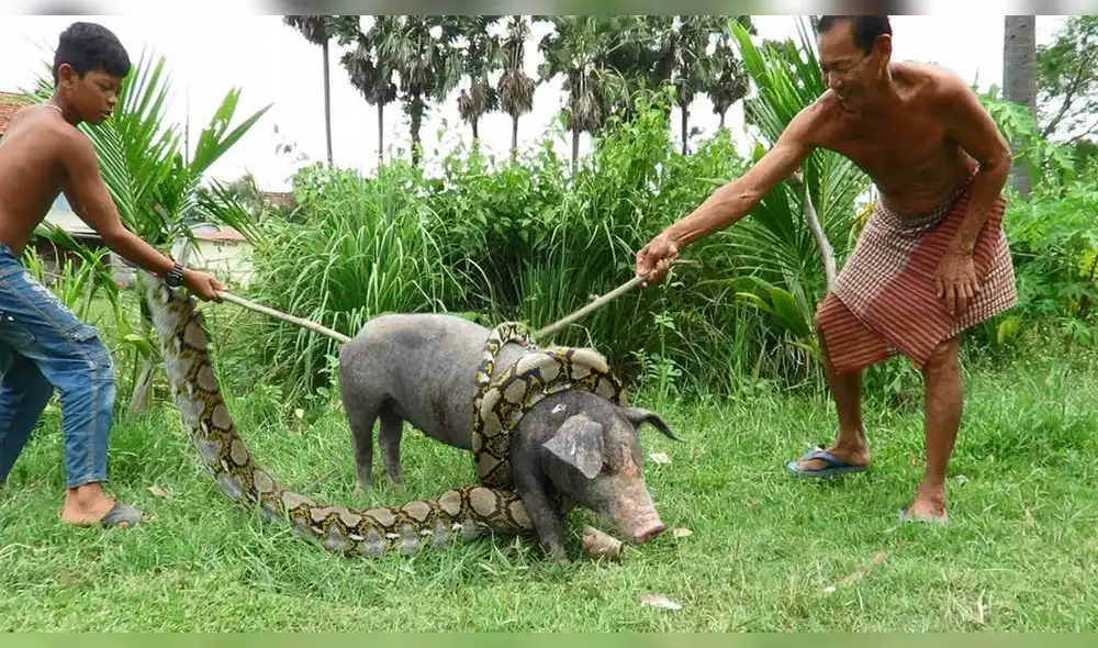 Facebook: Anaconda estuvo por devorar a cerdo, pero ocurre lo inesperado[VIDEO]