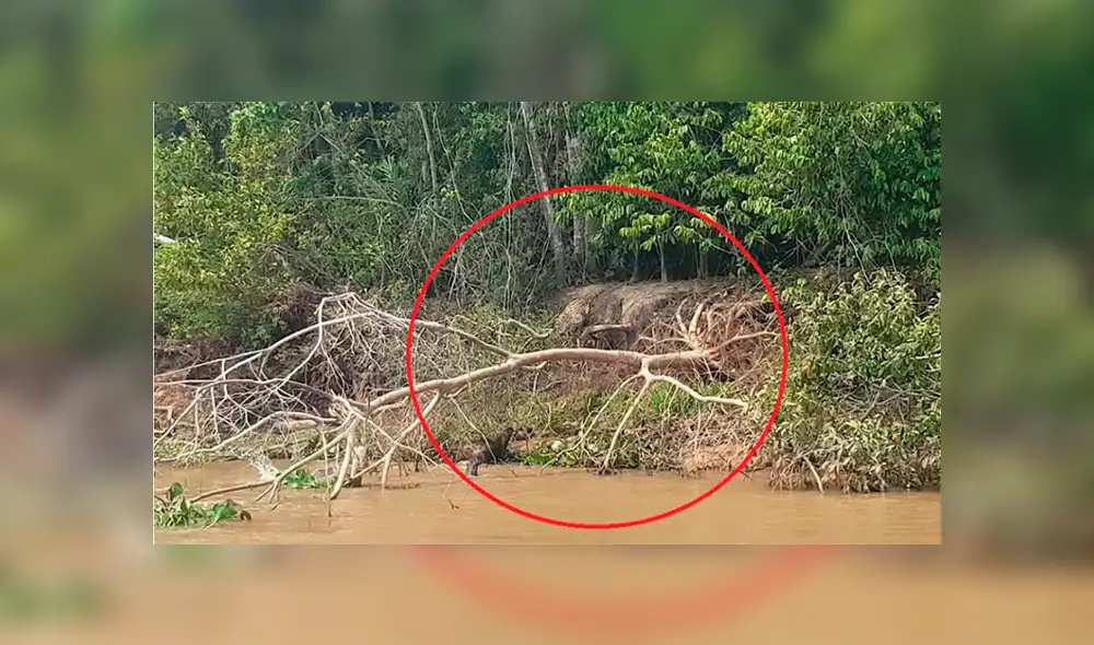 Impresionante reacción de nutrias ante ataque de feroz jaguar Impresionante reacción de nutrias ante ataque de feroz jaguar