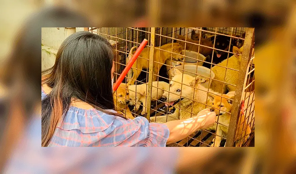 Miles de canes mueren todos los años en el festival de la carne de perro de Yulin. Foto: Daily Mail.