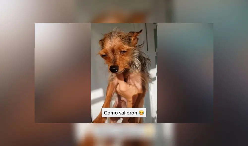 Desliza las imágenes para ver el peculiar aspecto que adoptaron las crías de estos perros de razas totalmente distintas. Foto: Allyson Moreno/TikTok