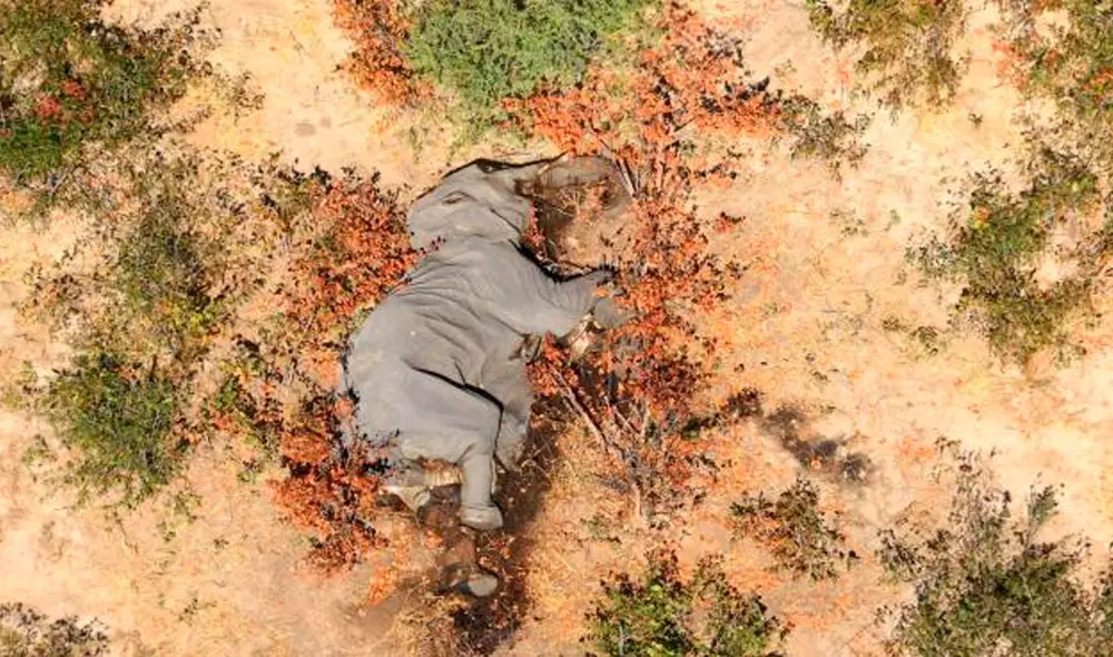 Revelan la razón de la misteriosa muerte de elefantes en Botsuana, África. Foto: EFE Revelan la razón de la misteriosa muerte de elefantes en Botsuana, África. Foto: EFE