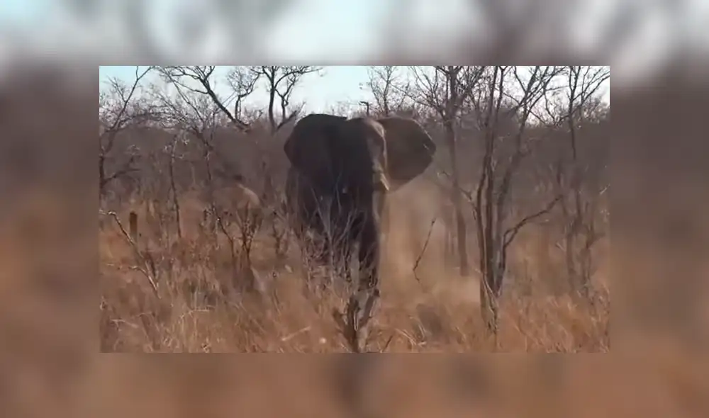Si quieres ver lo que pasó con los turistas del video viral de YouTube, revisa la galería de fotos deslizando cada imagen hacia la izquierda.