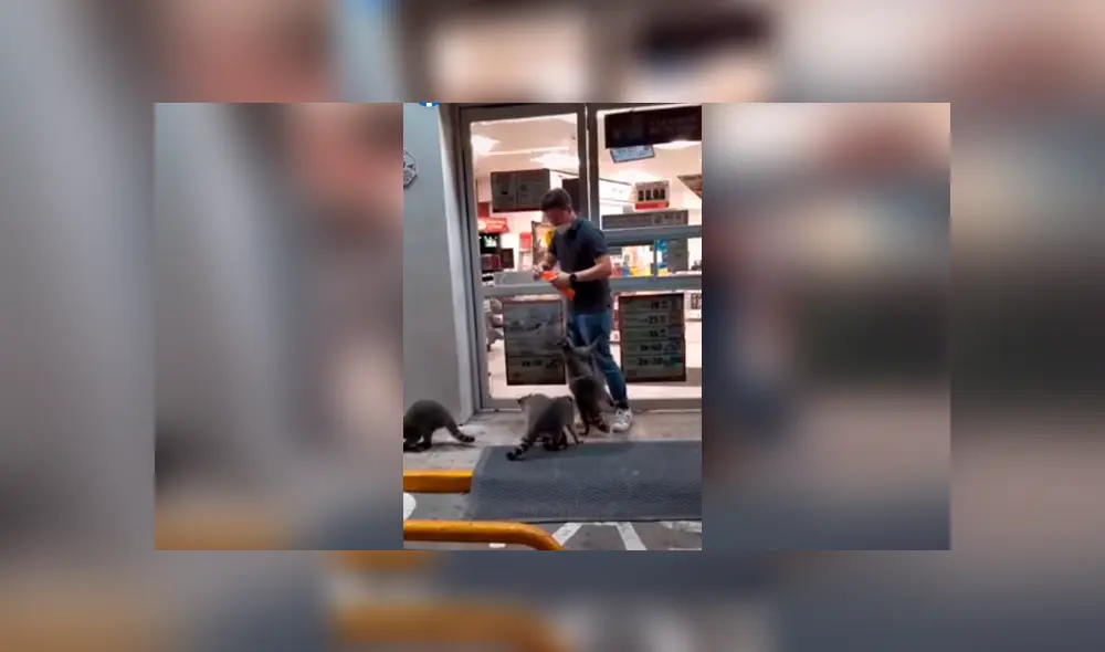 Desliza las imágenes para observar las travesuras de un grupo de mapaches para obtener comida.