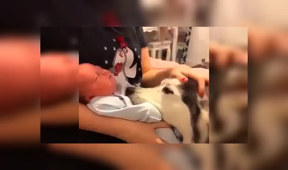 Vía Facebook. Los papás del bebé llamaron a su perro para presentarle al nuevo miembro de la familia y quedaron sorprendidos con la peculiar emotiva conducta del can
