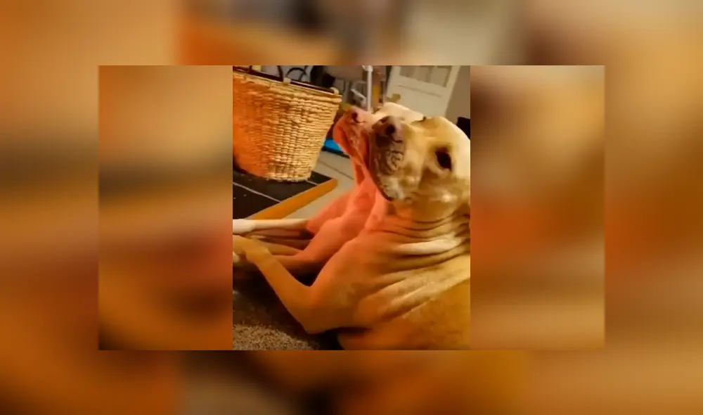 Desliza las imágenes para observar el amoroso momento de dos perros que aprovecharon estar solos en casa. Foto: Captura. Desliza las imágenes para observar el amoroso momento de dos perros que aprovecharon estar solos en casa. Foto: Captura.