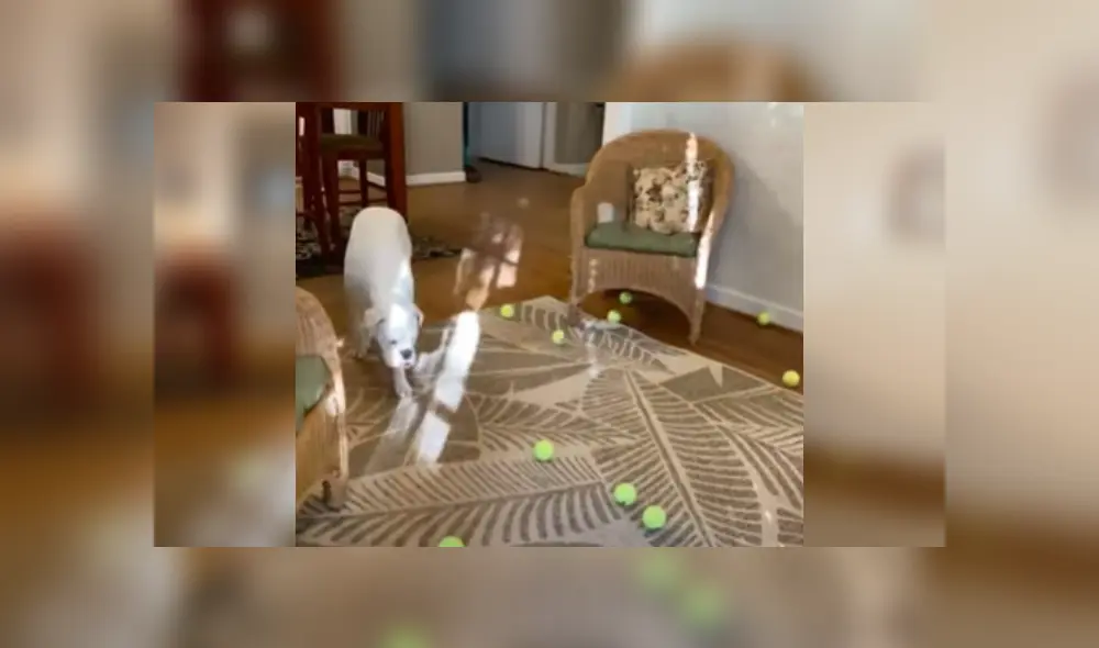 Desliza las imágenes para conocer más sobre esta graciosa escena de este perro que se hizo viral en Facebook.