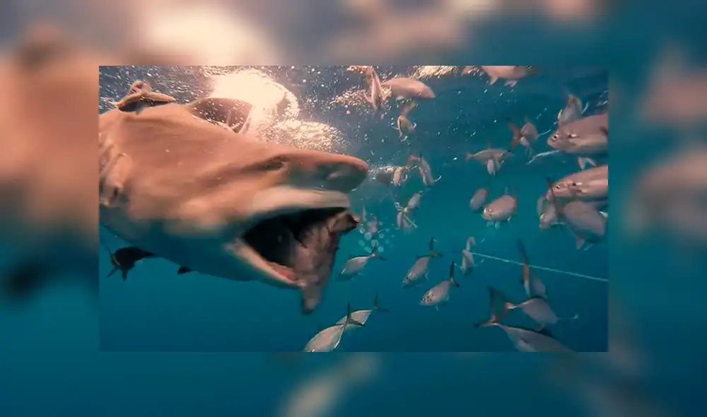 Desliza hacia la izquierda para ver el encuentro de un buzo con hambrientos tiburones. Video es viral en Facebook.