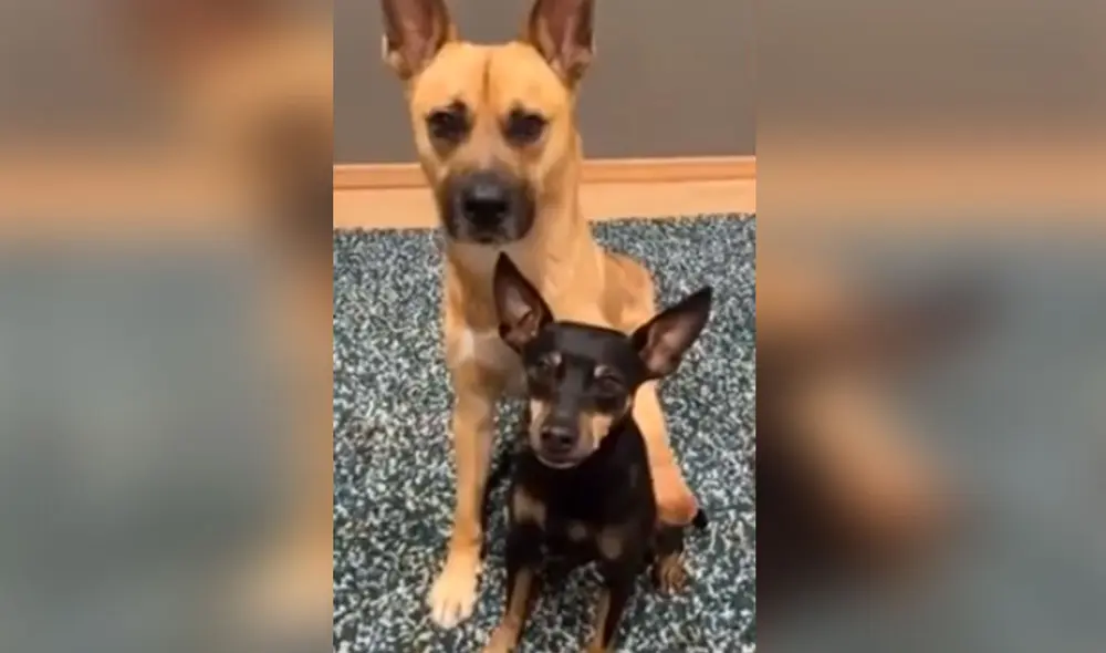 Desliza hacia la izquierda para ver más fotos de estos 'mejores amigos' que se roban las miradas con sus poses. Foto: captura de Facebook Desliza hacia la izquierda para ver más fotos de estos 'mejores amigos' que se roban las miradas con sus poses. Foto: captura de Facebook