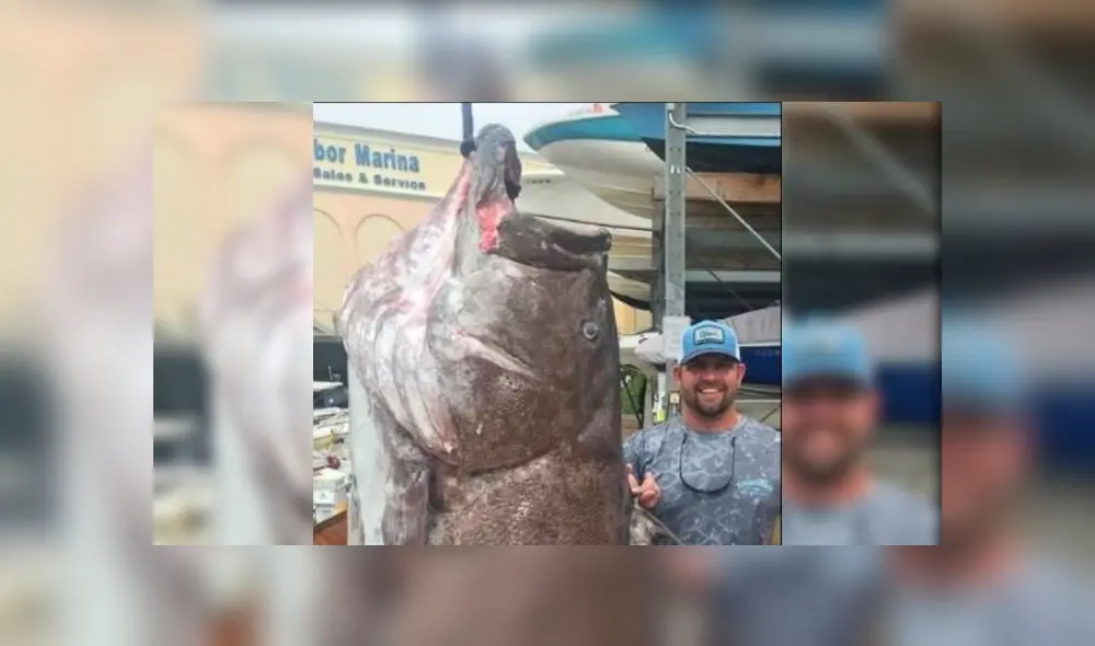 El pez 'mero de Varsovia' fue encontrado en el Golfo de México.