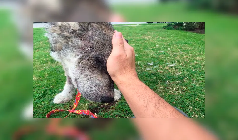 Desliza para ver las fotos de este perro que enamoró a todos en Facebook. Foto: Captura. Desliza para ver las fotos de este perro que enamoró a todos en Facebook. Foto: Captura.