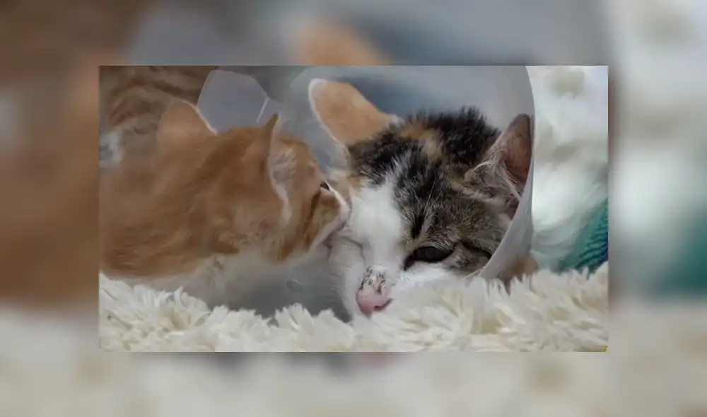 YouTube viral: gata discapacitada vuelve a ver a su bebé luego de meses y protagoniza emotivo reencuentro YouTube viral: gata discapacitada vuelve a ver a su bebé luego de meses y protagoniza emotivo reencuentro