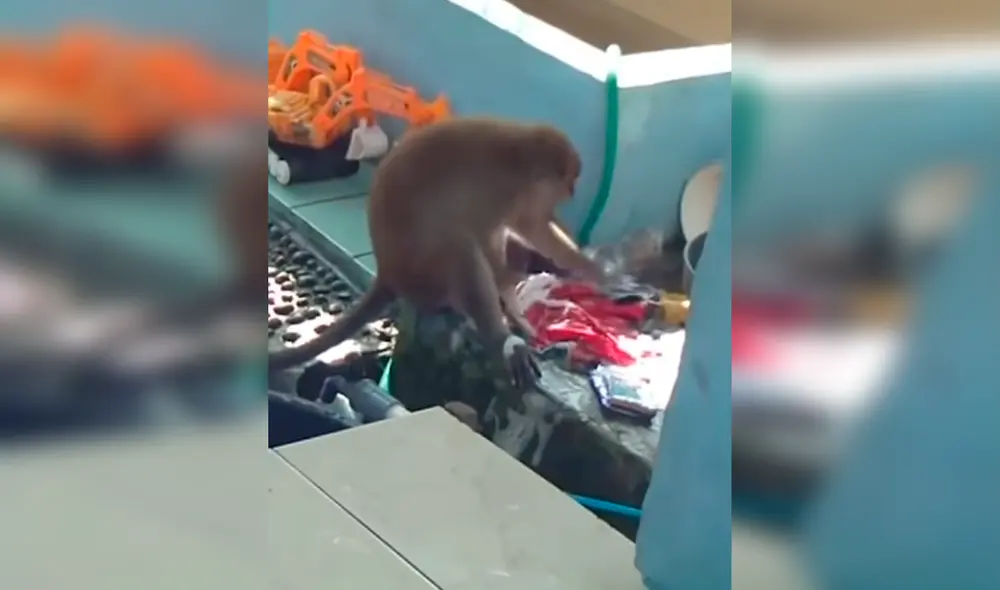 Desliza las imágenes para ver al monito que lava la ropa con suma dedicación. Foto: Captura de YouTube