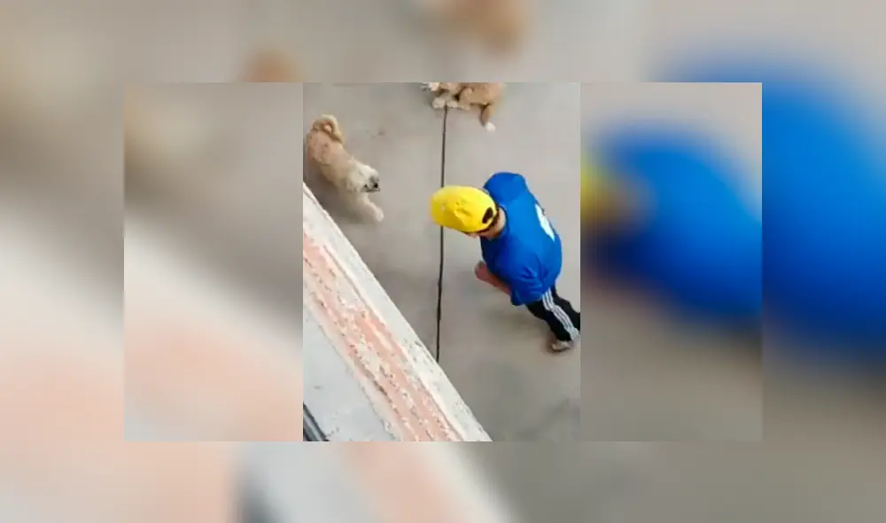 Desliza las imágenes para observar el amoroso momento entre un señor junto a las mascotas de su hija. Foto: Captura. Desliza las imágenes para observar el amoroso momento entre un señor junto a las mascotas de su hija. Foto: Captura.