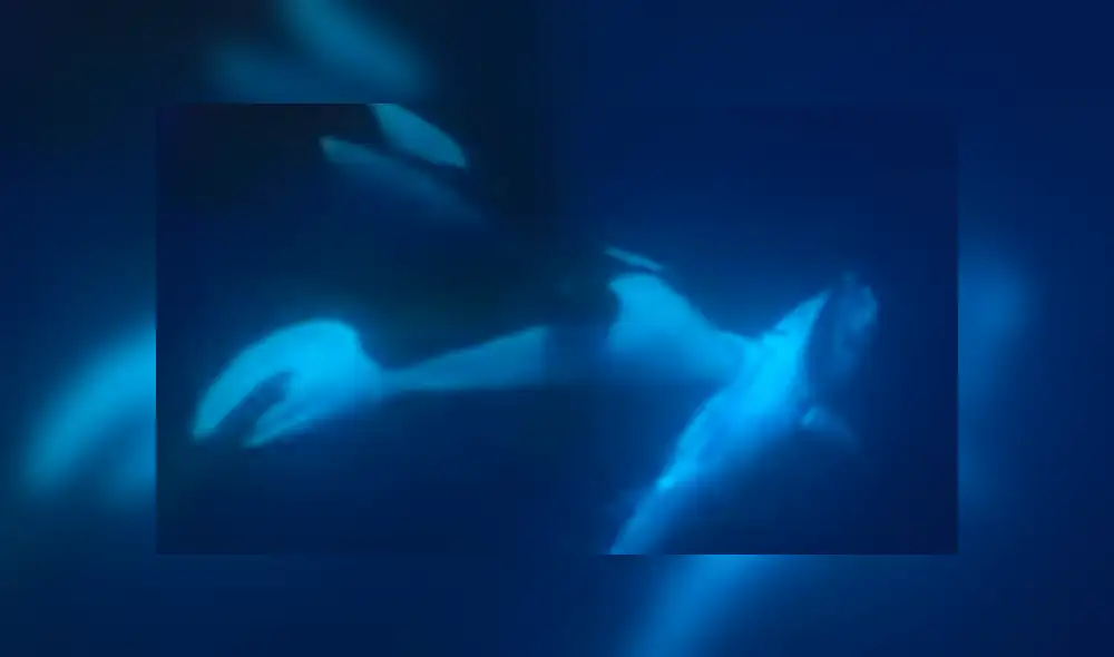 Las orcas se aprovechan de los pescadores, quienes tienen que competir con ellas por los atunes.