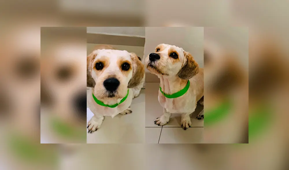 El can tiene el pelo un poco más largo de lo que muestra la imagen. El can tiene el pelo un poco más largo de lo que muestra la imagen.