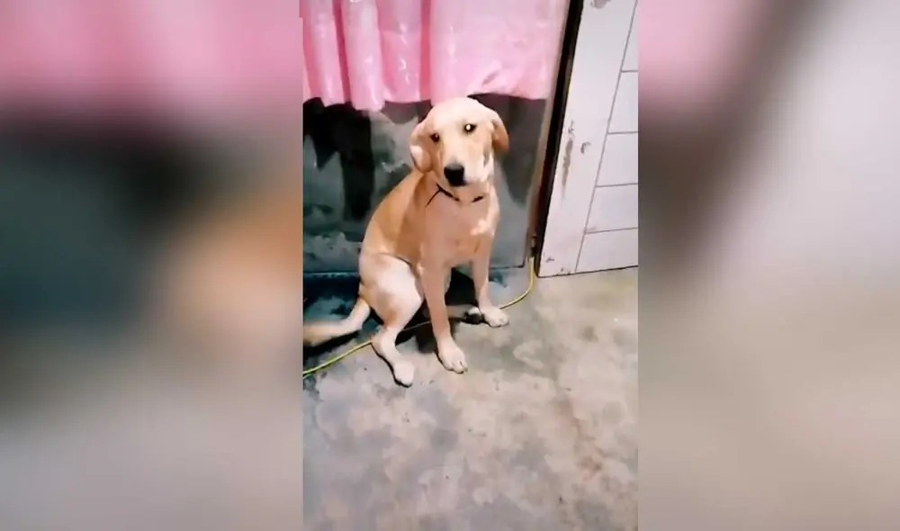 Desliza las imágenes para ver la curiosa escena que protagonizó esta mascota al ser descubierta por su dueña en plena travesura. Fotocaptura: Fabiola Boittano/TikTok Desliza las imágenes para ver la curiosa escena que protagonizó esta mascota al ser descubierta por su dueña en plena travesura. Fotocaptura: Fabiola Boittano/TikTok