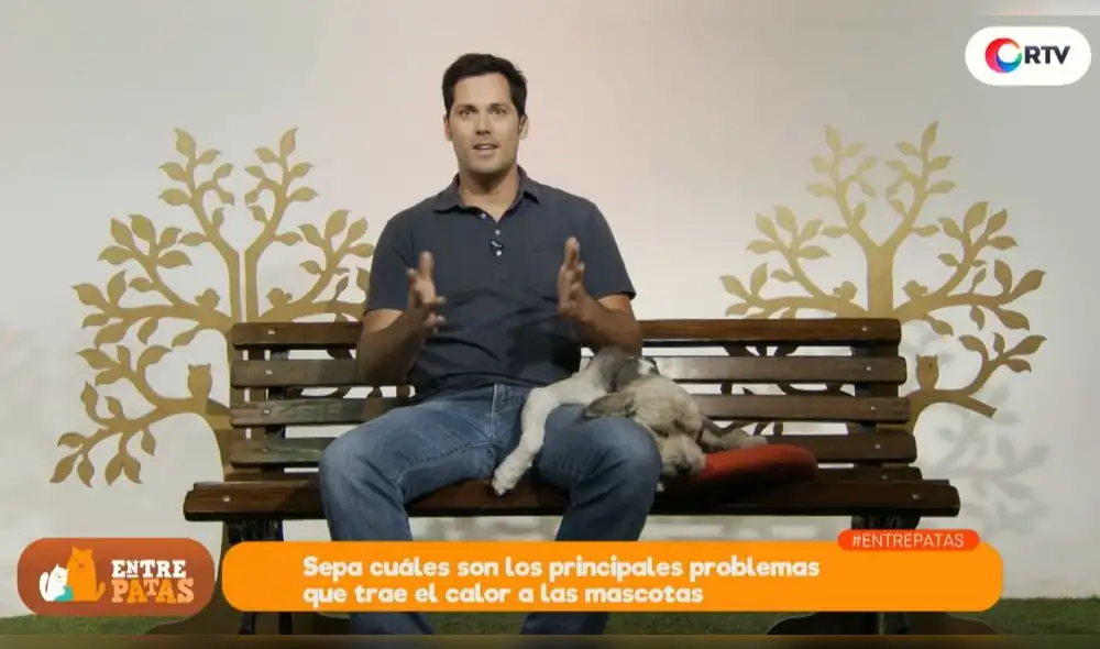 Cómo evitar los golpes de calor en las mascotas  - Entre patas