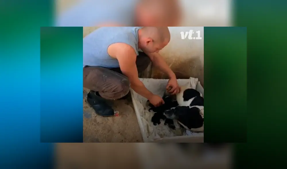 Desliza las fotografías para ver el dramático rescate que tuvo una perrita preñada cuando iba a dar a luz a sus bebés. Foto: Captura.