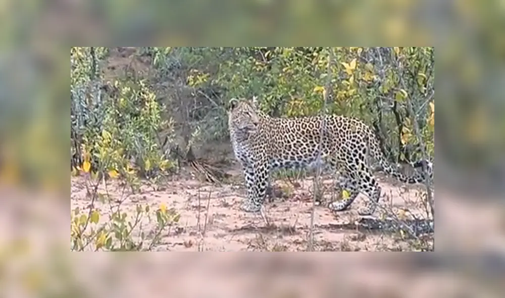 Escena protagonizada por los animales silvestres conmueven a miles de usuarios de Facebook. Escena protagonizada por los animales silvestres conmueven a miles de usuarios de Facebook.