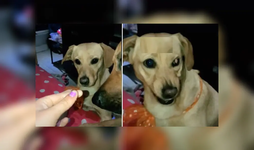 Desliza las imágenes para ver más detalles de esta divertida escena que es viral en Facebook. (Foto: captura)