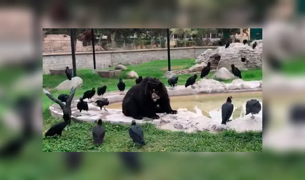 El oso es atacado por los gallinazos, como muestra la denuncia de un usuario en las redes sociales. El oso es atacado por los gallinazos, como muestra la denuncia de un usuario en las redes sociales.