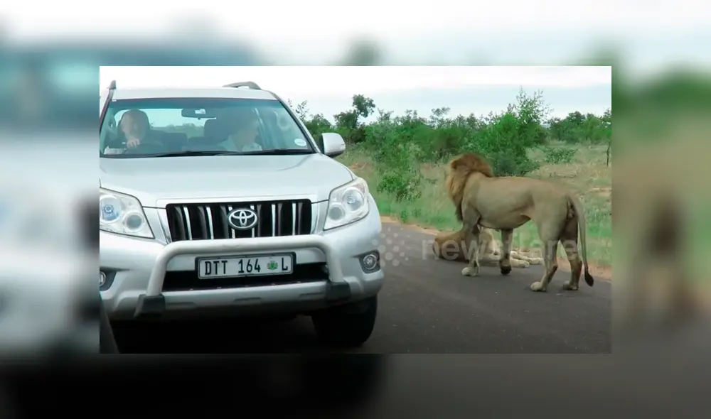 En YouTube se viralizó la reacción de león con turista que hacían safari.