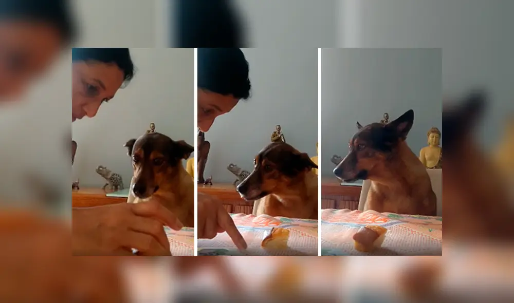 Desliza las imágenes para apreciar el buen comportamiento de un perro al acatar las órdenes de su dueña.