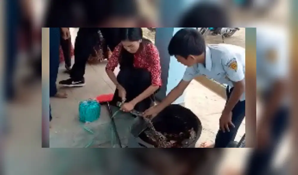 Maestra atrapa con sus manos descubiertas a una peligrosa serpiente antes que atacara a sus alumnos [VIDEO]