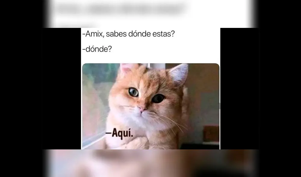 Creativos memes fueron compartidos en redes sociales por el Día Internacional del Gato. Creativos memes fueron compartidos en redes sociales por el Día Internacional del Gato.