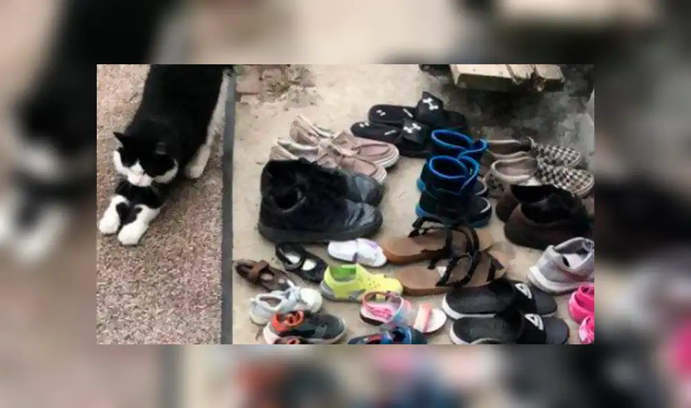 Desliza la imagen para ver fotos del grupo de Facebook. Foto: Jordan The Feline Cat Burglar