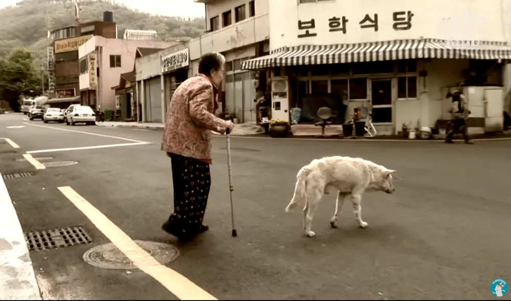 Desliza las imágenes para conocer a Jindol, el perro que no olvida a su fallecida dueña. Foto: captura de YouTube Desliza las imágenes para conocer a Jindol, el perro que no olvida a su fallecida dueña. Foto: captura de YouTube