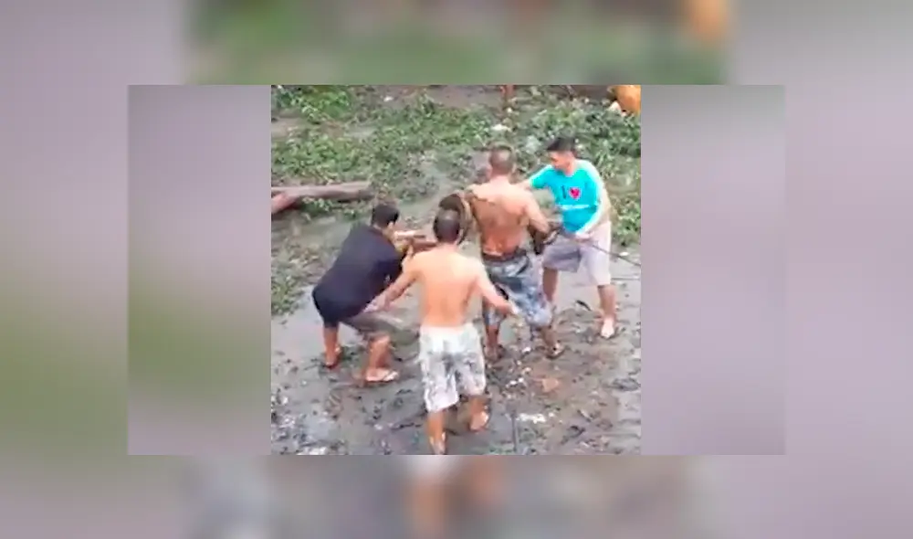 Desliza hacia la izquierda para ver el momento en que el hombre interfiere en la batalla de dos enormes serpientes en Filipinas. El video es viral en YouTube.