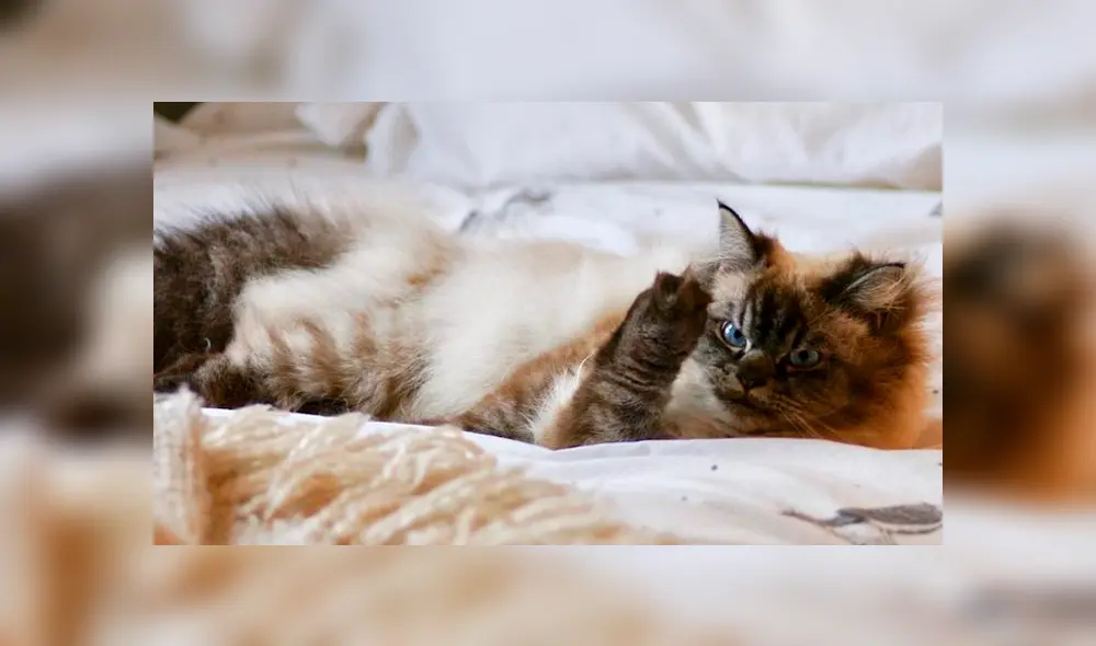 Desliza para ver todas las imágenes de Facebook. Foto: merlinragdoll