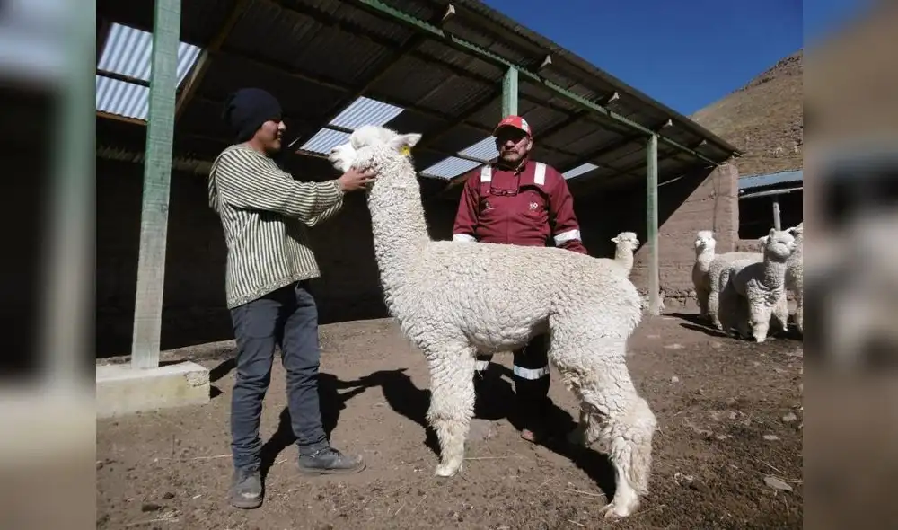 Huancavelica: Dircams Huancavelica registró más de 1,700 alpacas y llamas mejoradas