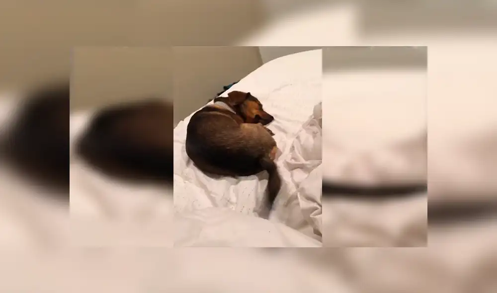 En Facebook, un perro no paró de mover su cola cuando estaba descansando en la cama de su dueña.