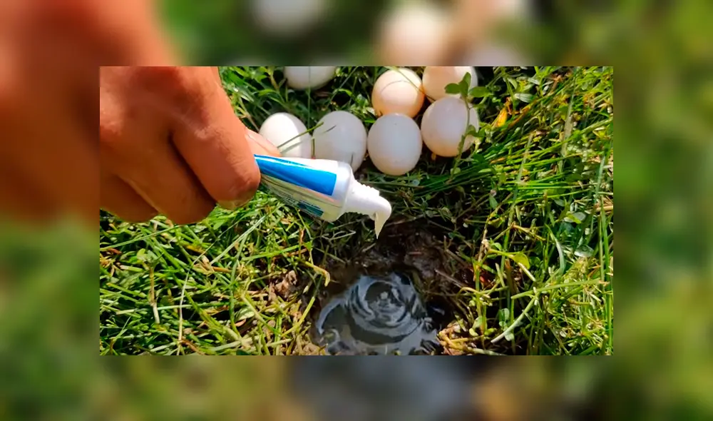 Un video viral de YouTube muestra el momento en que un joven usa pasta dental para atrapar extrañas criaturas. Un video viral de YouTube muestra el momento en que un joven usa pasta dental para atrapar extrañas criaturas.