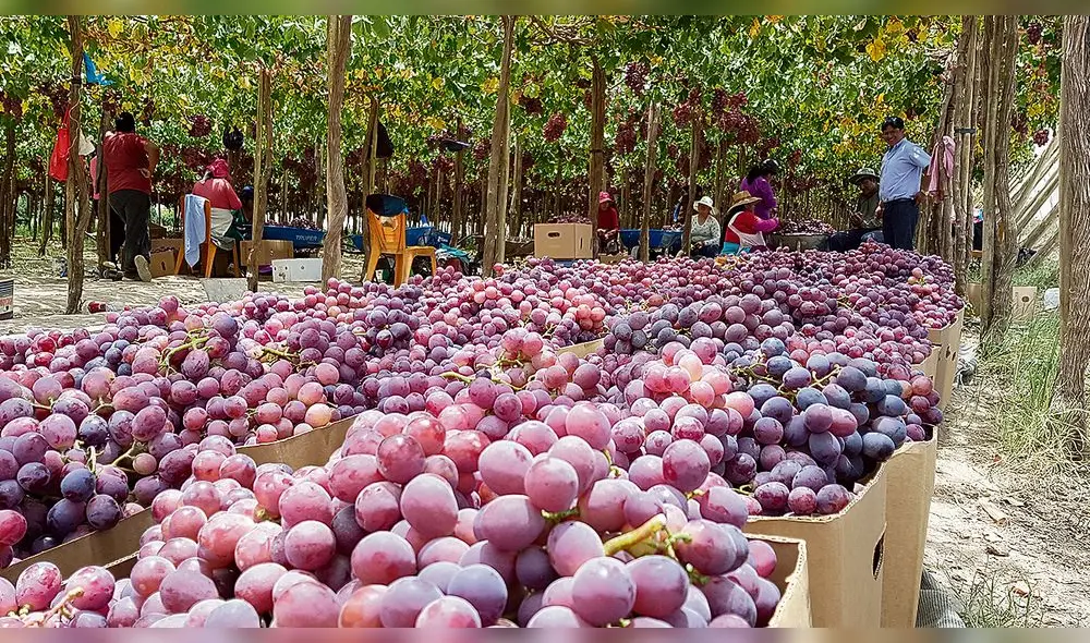 trabajos. Valle de Cinto resurge luego de estar seco a consecuencia del uso del agua para actividades mineras. Agricultores siembran varios productos que son exportados principalmente a Chile. trabajos. Valle de Cinto resurge luego de estar seco a consecuencia del uso del agua para actividades mineras. Agricultores siembran varios productos que son exportados principalmente a Chile.