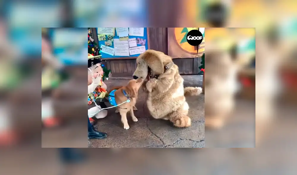 En Facebook, un perro acudió con su dueña a un parque de diversiones en Disney y tuvo una linda sorpresa. En Facebook, un perro acudió con su dueña a un parque de diversiones en Disney y tuvo una linda sorpresa.